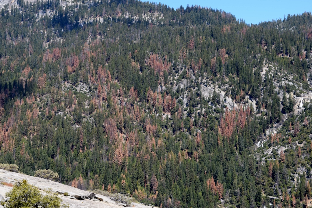 Photos from the Field – Tree Mortality in the Sierra