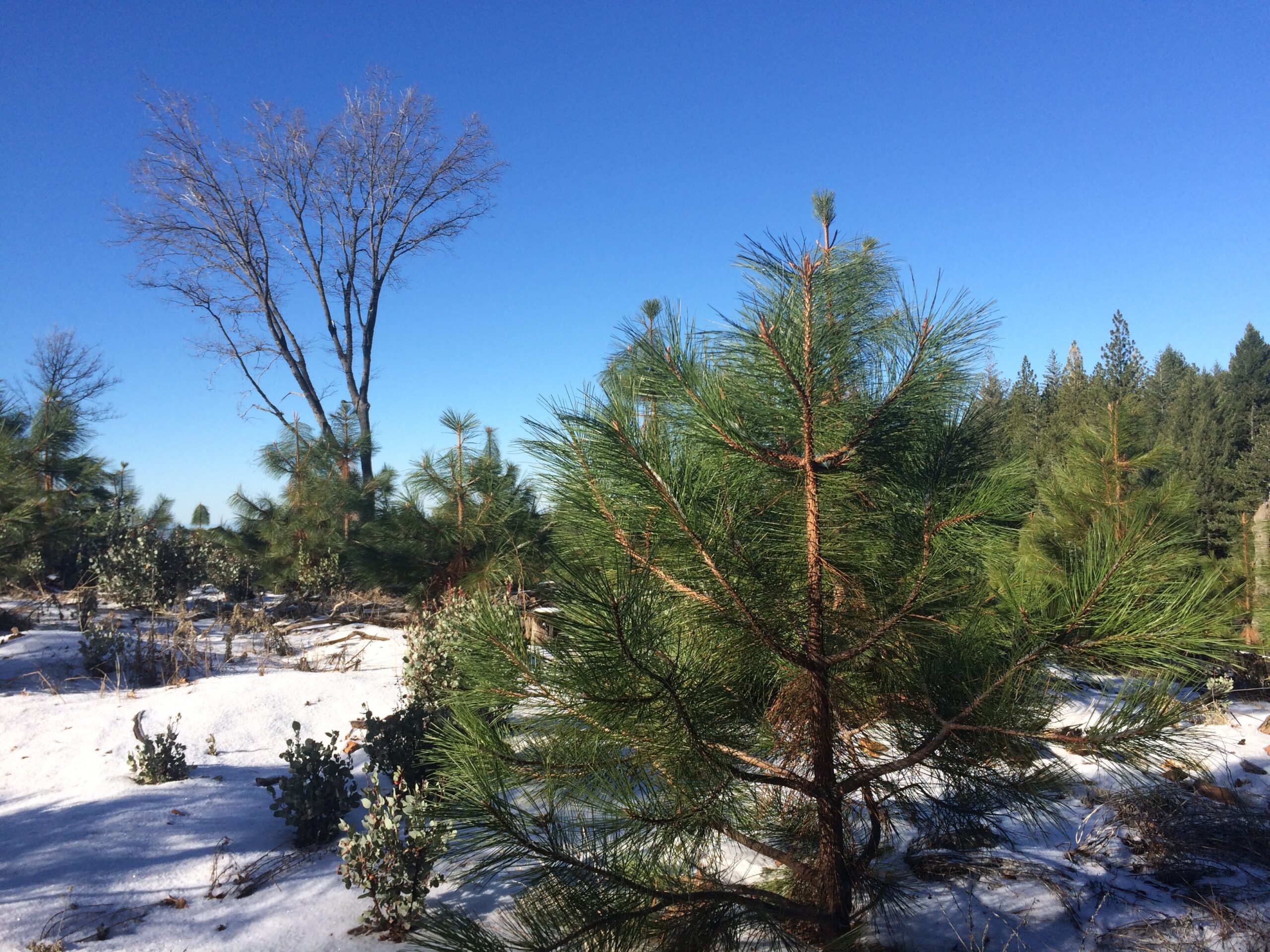 Sacramento-Tahoe Chapter Update